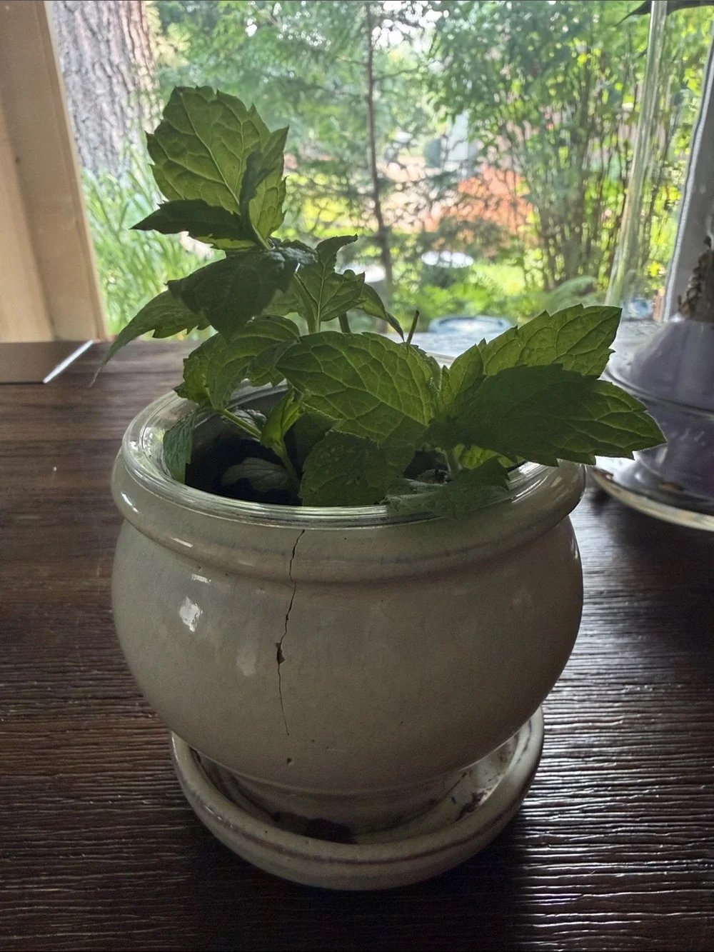 Classic Cream Ceramic Planter with Saucer - plate Home Accents